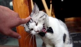 爆料泰国肥猫是谁啊视频,爆红网络背后的故事